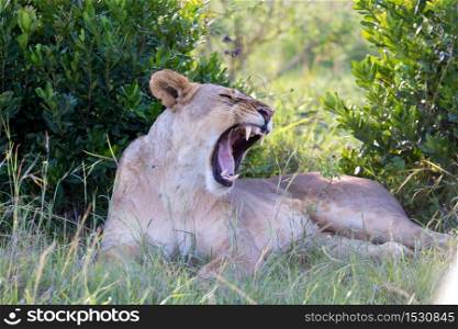 One lioness lying in the grass and yawns. A lioness lying in the grass and yawns