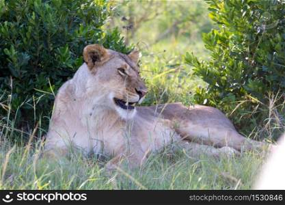 One lioness lying in the grass and yawns. A lioness lying in the grass and yawns