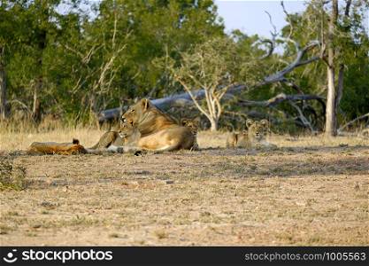 One lioness with four cubs laying down resting