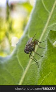 One little fly sits on a green leaf of a plant in nature. Vertical view