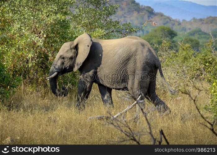 One lonely african elephant in the wild
