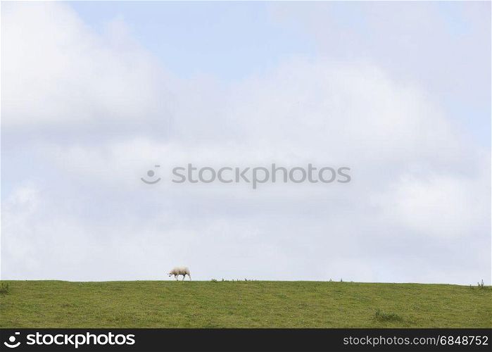 one lonely sheep walks on grassy dike near leeuwarden in the netherlands on sunny day in friesland