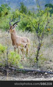 One male african impala in the wild