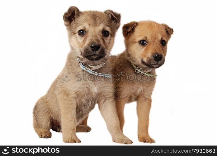 One male and one female mixed breed puppy on white