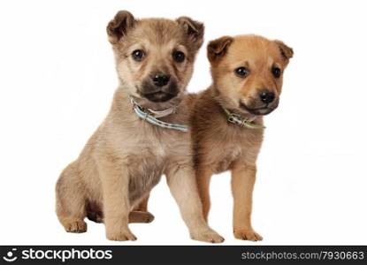 One male and one female mixed breed puppy on white