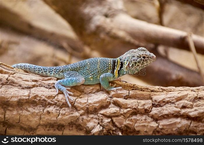 one male common collared lizard with colorful skin and beautiful texture runs across a wooden branch. male common collared lizard on a branch