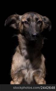 one mongrel dog on a black background. studio shot. dog on black background