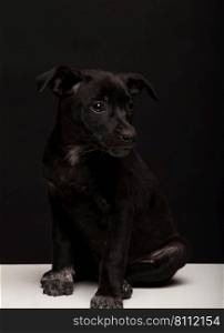 one mongrel dog puppy on a black background. studio shot. dog on black background
