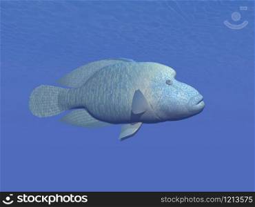 One napoleon fish in deep blue underwater. Napoleon fish underwater - 3D render