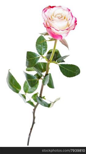 one natural pink rose flower isolated on white background