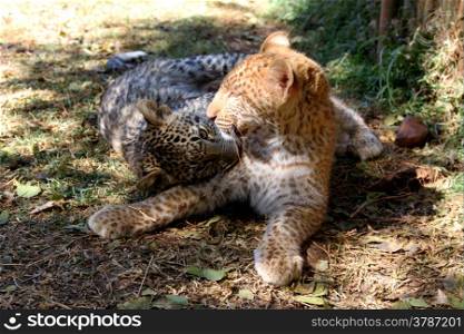 One of only 2 Strawberry Leopards in the world, 6 months old Madiba and normal sister, Liana (on her side), hand reared at Akwaaba Lodge and Predator Park, Rustenburg, South Africa.