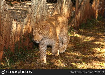 One of only 2 Strawberry Leopards in the world, 6 months old Madiba, hand reared at Akwaaba Lodge and Predator Park, Rustenburg, South Africa.