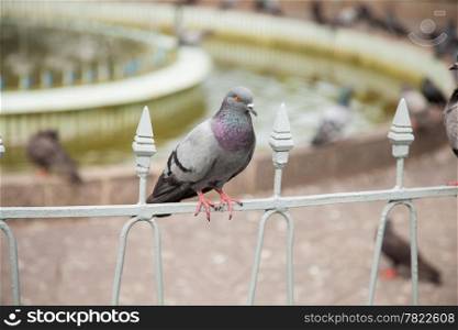 One of Pigeons. Are perched on the palisade. Within the park.