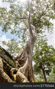 One of the famous big old trees growing in Ta Prohm Temple at Angkor, Siem Reap Province, Cambodia.Tetrameles nudiflora species.. One of the famous big old trees growing in Ta Prohm Temple at Angkor, Siem Reap Province, Cambodia
