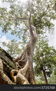 One of the famous big old trees growing in Ta Prohm Temple at Angkor, Siem Reap Province, Cambodia. Tetrameles nudiflora species.