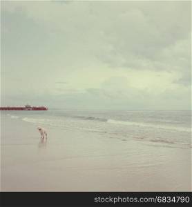 One old dog alone on the sand beach with copy space, retro filter tone