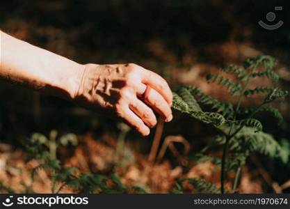 One old hand using a rubber ring reaching a plant in the middle of the forest during a sunny day