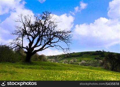 One old tree on the hill of mountains