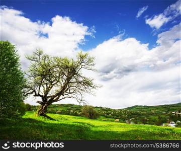 One old tree on the meadows in mountains