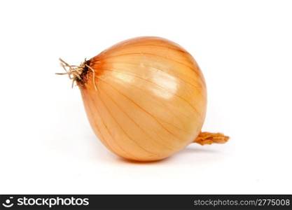 One onion, isolated against white background