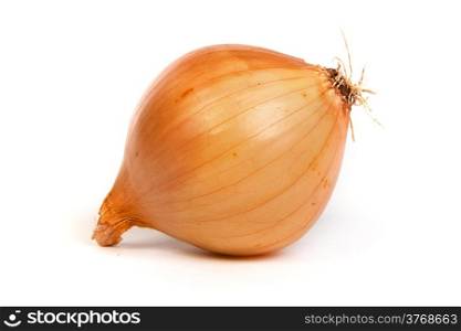 One onion, isolated against white background