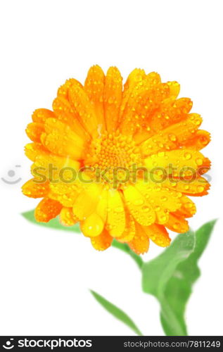 One orange flower of calendula with dew. Isolated on white background. Close-up. Studio photography.