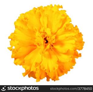 One orange flower of marigold. Isolated on white background. Close-up. Studio photography.