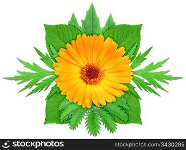 One orange flower with green leaf. Nature ornament template for your design. Isolated on white background. Close-up. Studio photography.