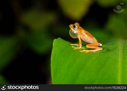 One orange little frog on a green leaf in Madagascar. An orange little frog on a green leaf in Madagascar