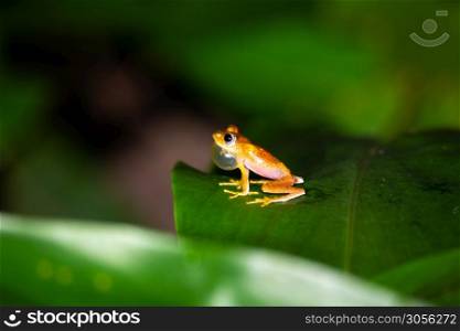 One orange little frog on a green leaf in Madagascar. An orange little frog on a green leaf in Madagascar