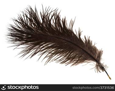 one ostrich feather on white background close up