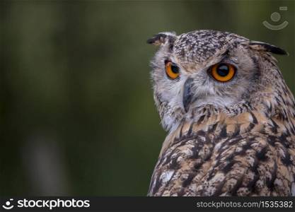 one owl in the forest with green blur background. one single owl bird