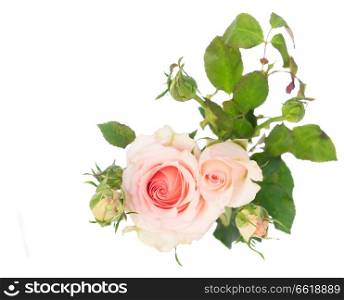 One pale pink blooming fresh rose with buds and green leaves isolated on white background. Violet blooming roses
