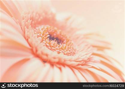 One Pale Pink Gerbera flower close up
