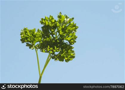 one parsley against a blue background