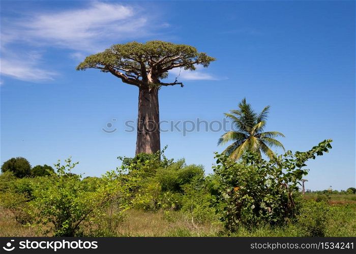 One particularly large baobab tree in the vastness of the island of Madagascar. A particularly large baobab tree in the vastness of the island of Madagascar