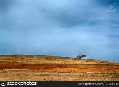 one pine tree alone in a field of brown reddish dirt against blue sky