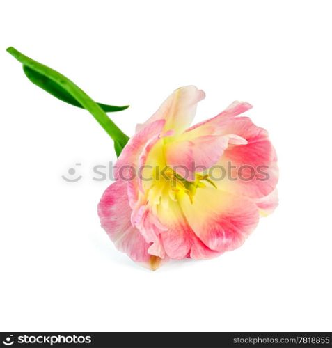 One pink and yellow tulips isolated on white background