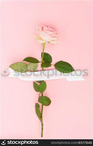 One pink blooming fresh rose flower with white ribbon on pink background. Violet blooming roses. Violet blooming roses