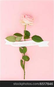 One pink blooming fresh rose flower with white ribbon on pink background. Violet blooming roses. Violet blooming roses