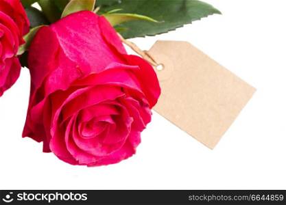 one pink rose flowers with empty tag isolated on white background