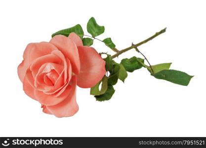 One pink rose isolated on white background