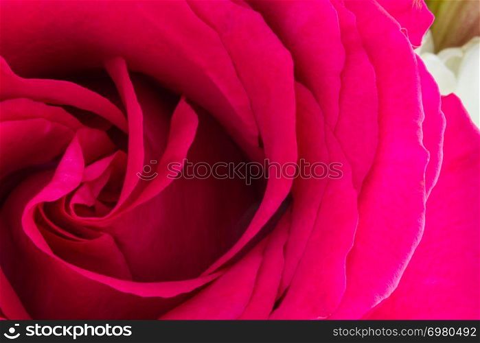 One pink rose low-key close-up with center on left hand side of frame