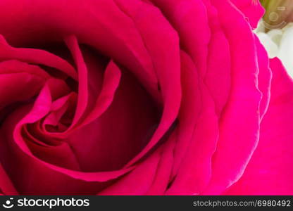 One pink rose low-key close-up with center on left hand side of frame