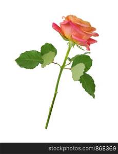 One pink rose on a long stalk with green leaves, isolated on a white background, side view