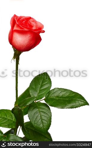 One pink rose on a white background