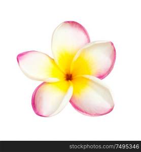 One pink tropical frangipani flower isolated at white background