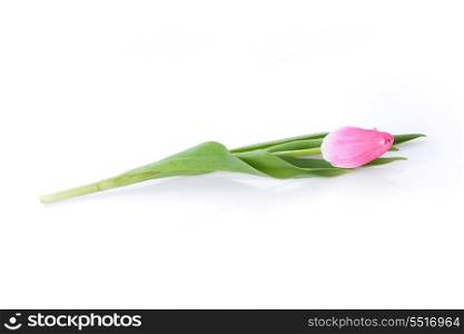One pink tulip isolated close up
