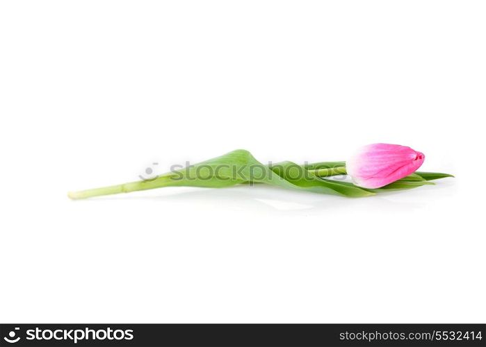 One pink tulip isolated close up