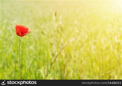 One poppy flower amidst grass at sunset. Springtime concept. One poppy flower amidst grass at sunset. Springtime concept.